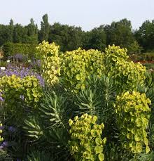 Image result for Wolfsmilch