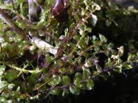 Attēlu rezultāti vaicājumam “Plagiomnium ellipticum”