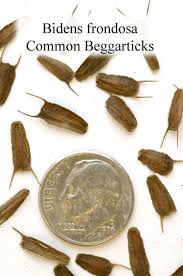 Attēlu rezultāti vaicājumam “Bidens frondosa”