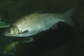 Attēlu rezultāti vaicājumam “Leuciscus idus”