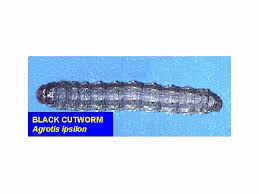 Attēlu rezultāti vaicājumam “Agrotis ripae larva”