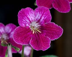 Image result for Streptocarpus