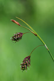 Attēlu rezultāti vaicājumam “Carex globularis flower”
