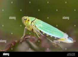 Attēlu rezultāti vaicājumam “Cicadella viridis”