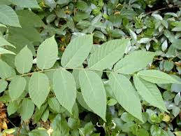Attēlu rezultāti vaicājumam “Juglans x sinensis leaf”