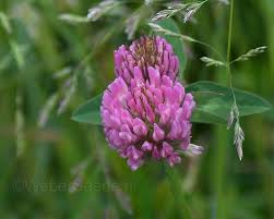 Attēlu rezultāti vaicājumam “Trifolium pratense flower”