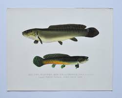 Image result for Amia calva