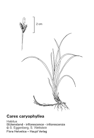 Attēlu rezultāti vaicājumam “Carex caryophyllea leaf”