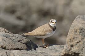 Attēlu rezultāti vaicājumam “Charadrius hiaticula”
