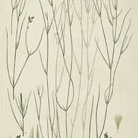 Attēlu rezultāti vaicājumam “Potamogeton trichoides”