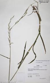 Attēlu rezultāti vaicājumam “Glyceria fluitans”