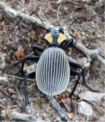 Attēlu rezultāti vaicājumam “Acupalpus flavicollis”