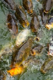 Image result for Mylopharyngodon piceus