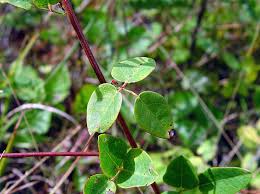 Attēlu rezultāti vaicājumam “Comatricha meandrispora stalked”