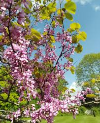 Attēlu rezultāti vaicājumam “Cercis siliquastrum”