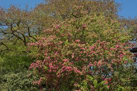 Attēlu rezultāti vaicājumam “Crataegus laevigata flower”
