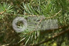 Attēlu rezultāti vaicājumam “Pinus sylvestris leaf”