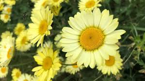 Image result for Anthemis tinctoria