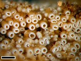 Attēlu rezultāti vaicājumam “Porotheleum fimbriatum”