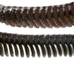 Attēlu rezultāti vaicājumam “Capsodes gothicus imago”