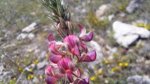 Attēlu rezultāti vaicājumam “Onobrychis arenaria fruit”