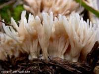 Attēlu rezultāti vaicājumam “Tremellodendropsis tuberosa”