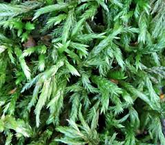 Attēlu rezultāti vaicājumam “Isothecium alopecuroides sporophyte”