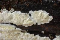 Attēlu rezultāti vaicājumam “Dentipellis fragilis”