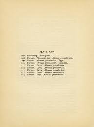 Attēlu rezultāti vaicājumam “Abraxas grossulariata pupa”