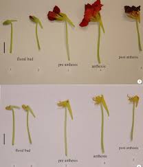 Attēlu rezultāti vaicājumam “Tropaeolum majus flower”