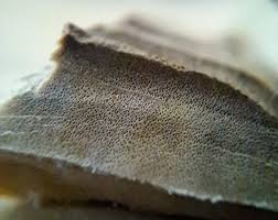 Attēlu rezultāti vaicājumam “Ombrophila violacea spores”