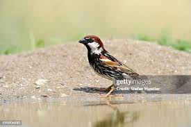 Image result for Passer hispaniolensis