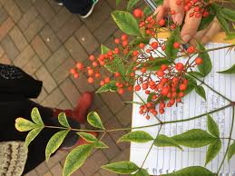 Attēlu rezultāti vaicājumam “Berberidaceae”