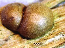 Attēlu rezultāti vaicājumam “Lycogala persicum spores”