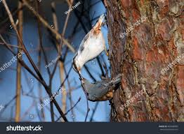 Attēlu rezultāti vaicājumam “Sitta europaea male”