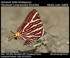 Attēlu rezultāti vaicājumam “Theclinae”