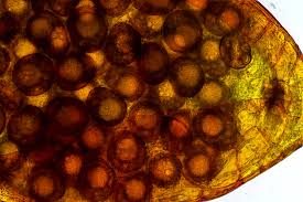 Attēlu rezultāti vaicājumam “Ephemerum serratum”