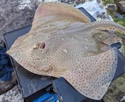 Image result for Raja brachyura