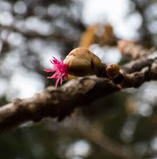 Attēlu rezultāti vaicājumam “Corylus avellana female flower”
