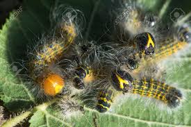 Attēlu rezultāti vaicājumam “Phalera bucephala larva”