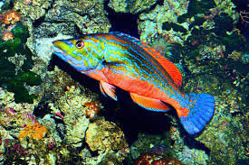 Image result for Labrus mixtus