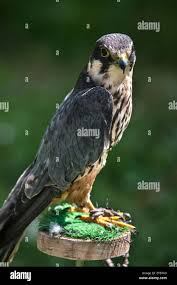 Attēlu rezultāti vaicājumam “Falco subbuteo”