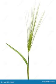 Attēlu rezultāti vaicājumam “Hordeum vulgare”