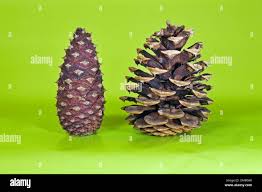 Attēlu rezultāti vaicājumam “Pinus ponderosa fruit”