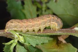 Attēlu rezultāti vaicājumam “Hadula trifolii”