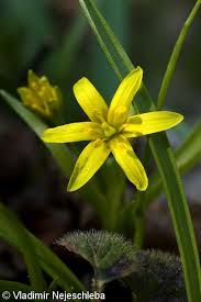 Attēlu rezultāti vaicājumam “Gagea lutea bud”