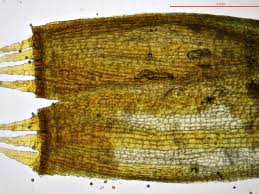 Attēlu rezultāti vaicājumam “Orthotrichum cupulatum var. riparium sporophyte”