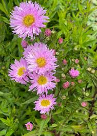 Image result for Aster novi-belgii