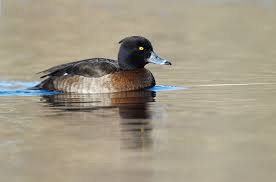 Attēlu rezultāti vaicājumam “Aythya fuligula female”