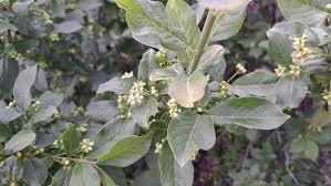 Attēlu rezultāti vaicājumam “Euonymus europaeus leaf”